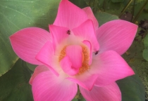 Chánh Ngữ Trong Bát Chánh Đạo: Lời Nói Chân Thật Đưa Đến An Lạc