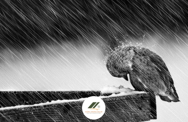 Khổ Cũng Là Một Loại Phước Báu